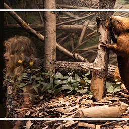 Beavers and Botanicals