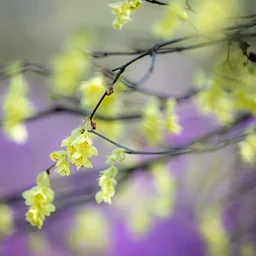 Director’s Garden & Estate Walk: Winterhazels and Early Rhododendrons