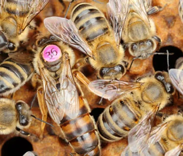 SETX Local BeeKeepers Meeting