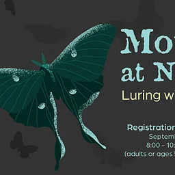 Moths at Night: Luring with Light