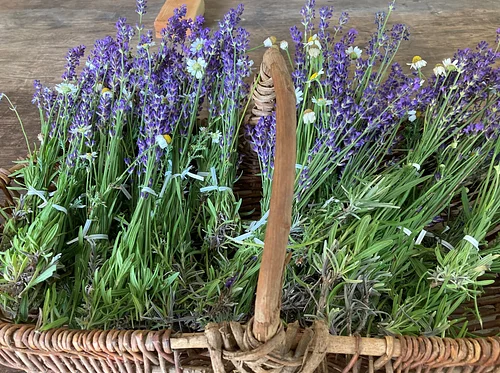 Relaxation Remedies: Lavender Workshop