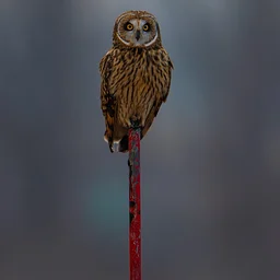Owl Prowl