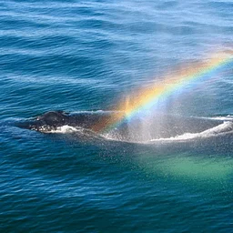 The Whaling Museum presents Rainbow Scavenger Hunt
