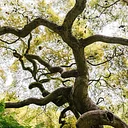 Garden & Estate Insider: Forest Bathing