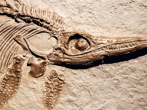 Camp Curiosity: Rock Solid Science