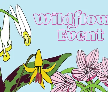 Wee Wonders: Wildflowers