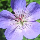 The Art of Leaf and Flower Pressing – Make Your Own Press 