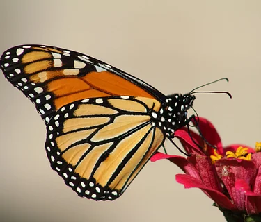 STEAM Lab: Monarch Migration