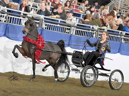 United Professional Horsemen’s Association Summer Fun Horse Show