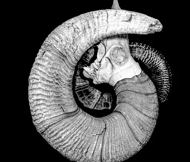 Scavengers Photography Club