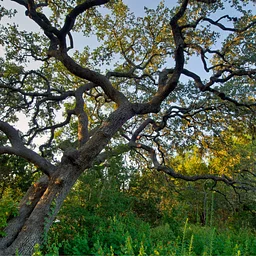 Arboretum Tour