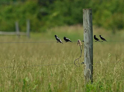 Member Exclusive: Summer Grassland Birding