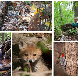 Storytelling Through Nature Photography