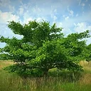 The Brenton Arboretum logo