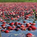 HISTORY ON TAP: RESTORING CRANBERRY BOGS TO NATURAL CONDITIONS