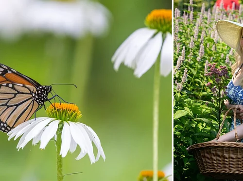 The Science of Attracting Butterflies