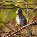 Friday Morning Birders - Veteran’s Memorial Park