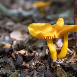 Drop-in Nature Journal Club