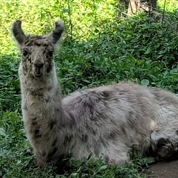 Animals for All: Caring for Critters