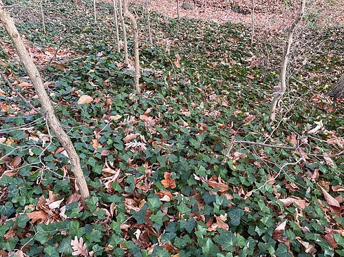 Managing Invasive Plants