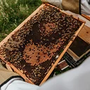 Taste of Terroir: Discover the Magic of Honey