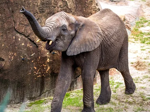 Conservation Connections: World Elephant Day 2026