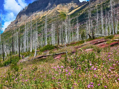 After the Fire: Ecological Wonders in Burned Areas