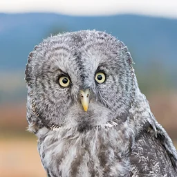 Raptor Experience: Masters of Survival