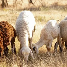 Fire Resilience Workshop: Prescribed Burning and Grazing (Cheney, WA)