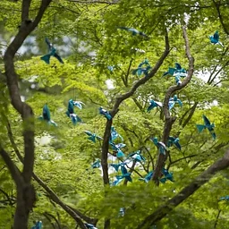 Flock of Birds Artist Talk