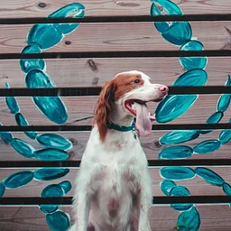 Yappy Hour