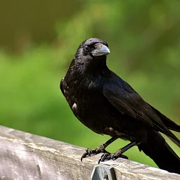 Discovering Nature Nearby: Something to Crow About