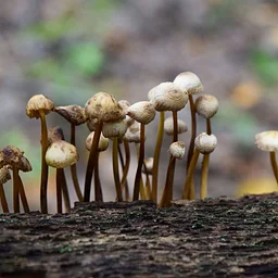 Homeschool Explorers: Mushrooms, Moss, & the Forest Floor (Marshfield)