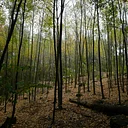 The History of Hemlock Hill