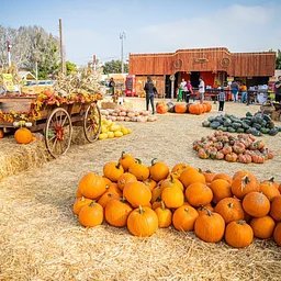 Shawn's Pumpkin Patch