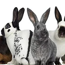 Carroll County Rabbit & Cavy Breeders Association – Nov. 15th