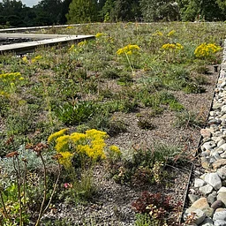 Green Roof Tour