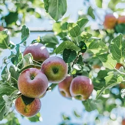 Applefest