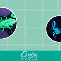 Early Explorers: Glowing Scorpion Storytime