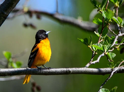 Destination Birding with a Scone (Duxbury)