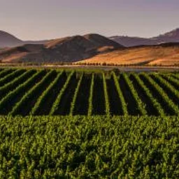 Santa Barbara County Vintners' Festival
