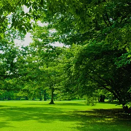 SpoCanopy: Susie Forest Tree Planting