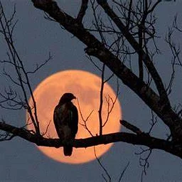 Hunter’s Full Moon, Haunted Hike