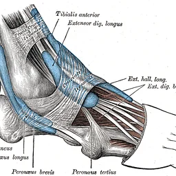 VNA Foot Care Clinic