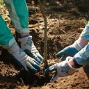 Volunteer Tree Planting