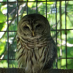 National Wildlife Day