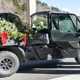 Holiday Tree Arrival