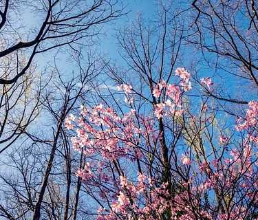 Forest Bathing (4/12)