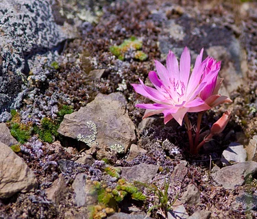 Saturday Kids’ Activity: Flowers!