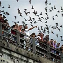 Bat Chat
